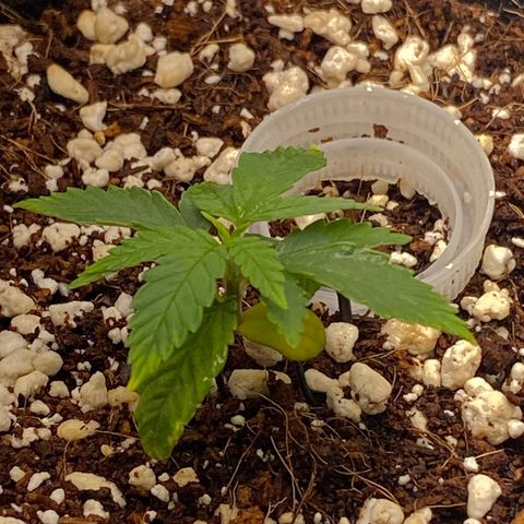 Lisguimia  growlog timeline photo