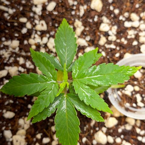Lisguimia  growlog timeline photo