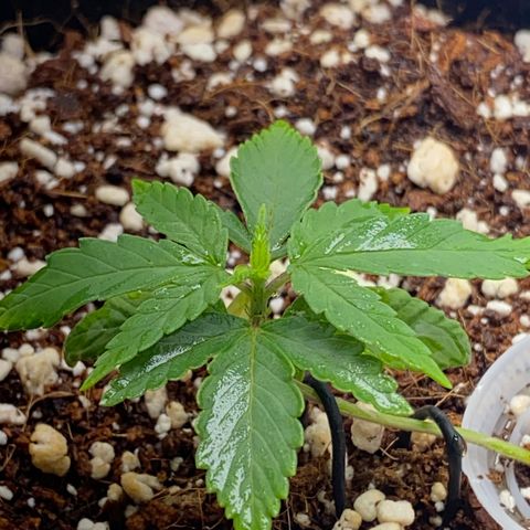 Lisguimia  growlog timeline photo