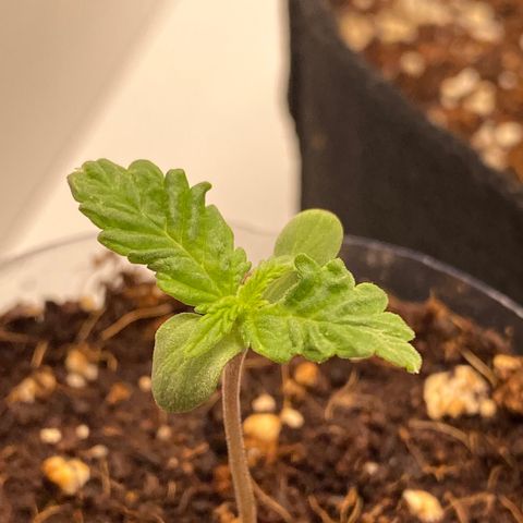 ALFACE growlog timeline photo