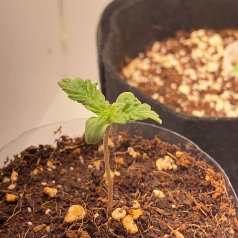 ALFACE growlog timeline photo