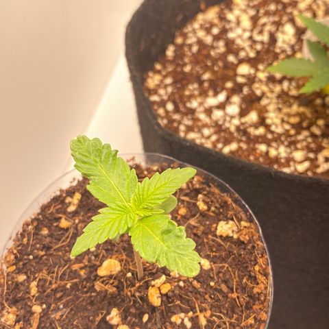 ALFACE growlog timeline photo