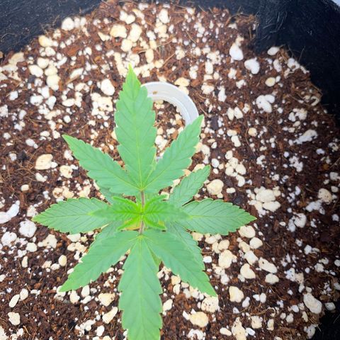 Lisguimia  growlog timeline photo
