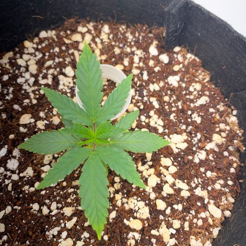 Lisguimia  growlog timeline photo