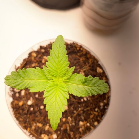ALFACE growlog timeline photo