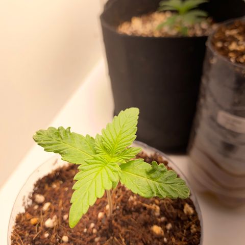 ALFACE growlog timeline photo