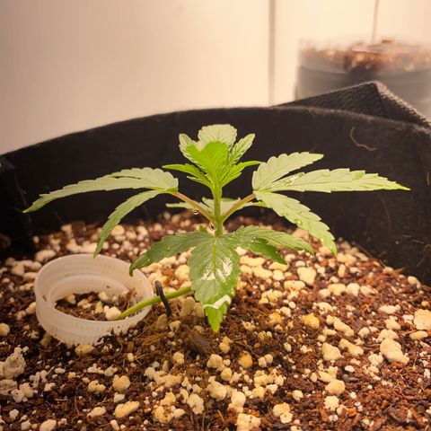Lisguimia  growlog timeline photo