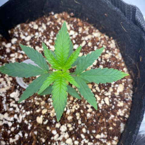 Lisguimia  growlog timeline photo