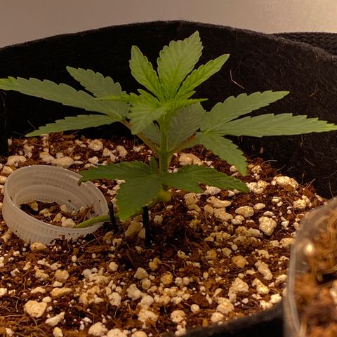 Lisguimia  growlog timeline photo