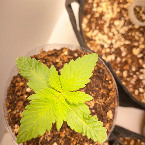 ALFACE growlog timeline photo