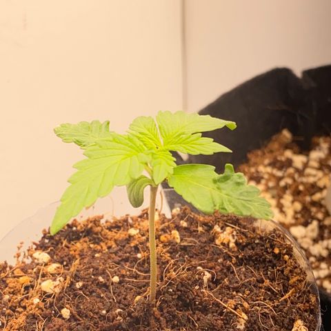 ALFACE growlog timeline photo