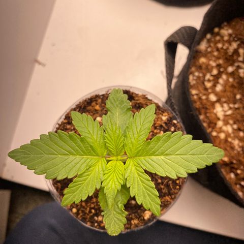 ALFACE growlog timeline photo