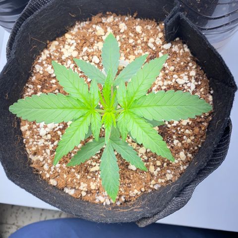 Lisguimia  growlog timeline photo