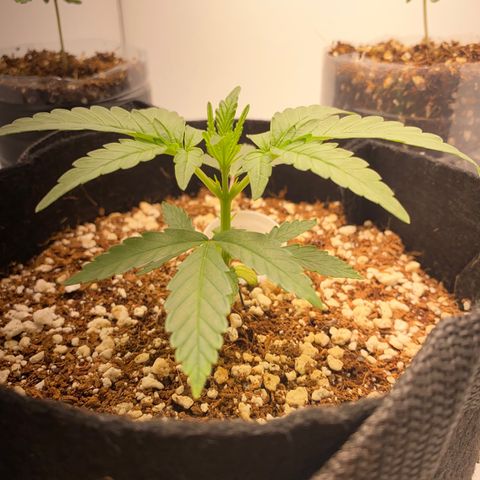 Lisguimia  growlog timeline photo