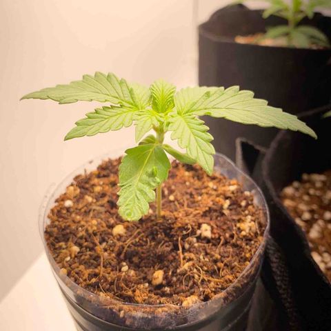 ALFACE growlog timeline photo