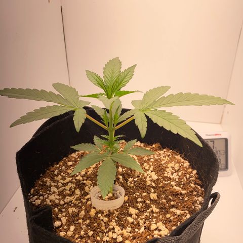 Lisguimia  growlog timeline photo