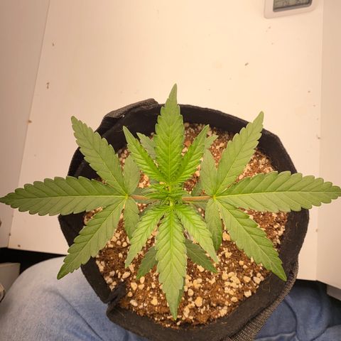 Lisguimia  growlog timeline photo