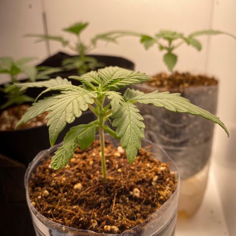 ALFACE growlog timeline photo