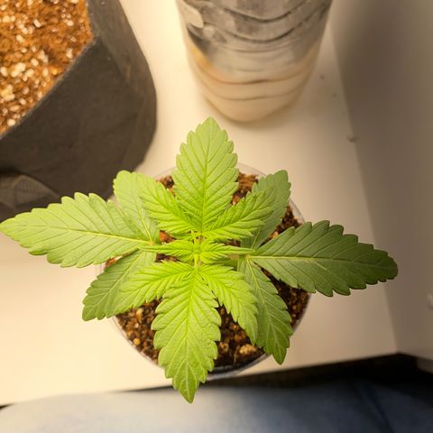 ALFACE growlog timeline photo