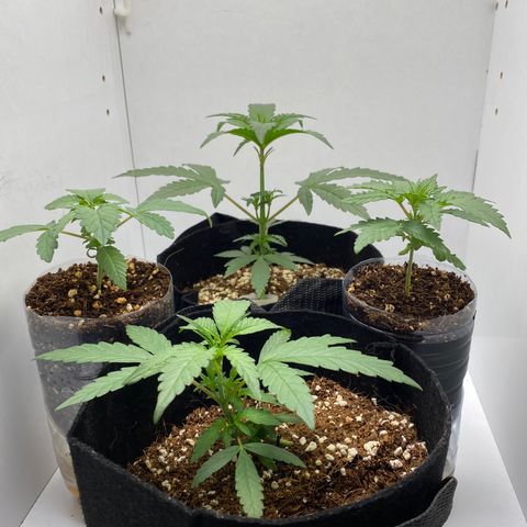 ALFACE growlog timeline photo