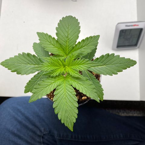 ALFACE growlog timeline photo