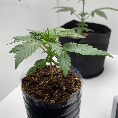 ALFACE growlog timeline photo