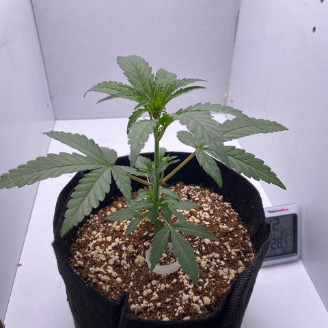 Lisguimia  growlog timeline photo