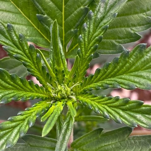 Lisguimia  growlog timeline photo