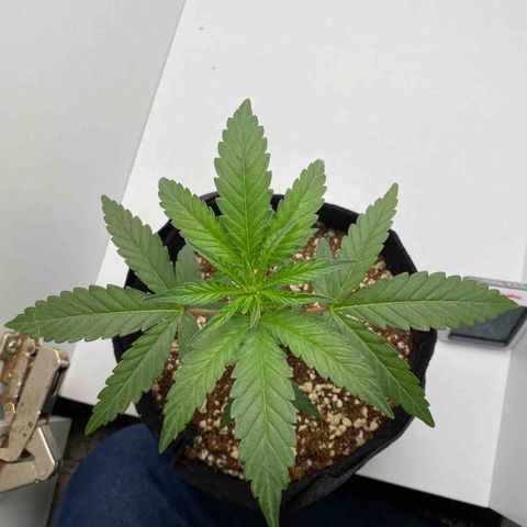Lisguimia  growlog timeline photo