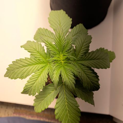 ALFACE growlog timeline photo