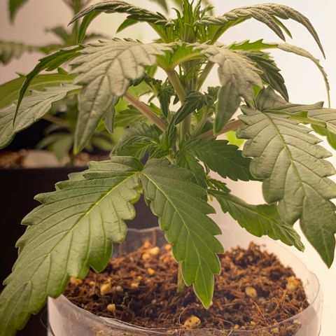 ALFACE growlog timeline photo