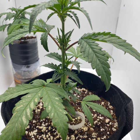 Lisguimia  growlog timeline photo