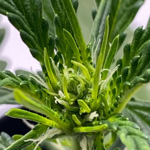 Lisguimia  growlog timeline photo