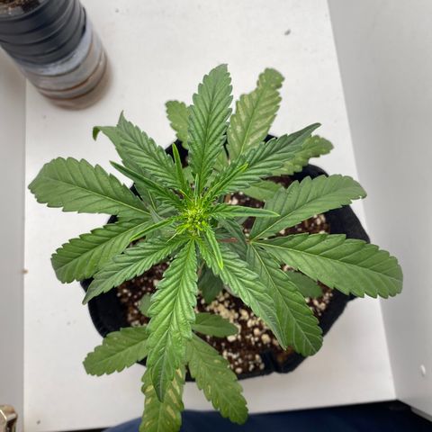 Lisguimia  growlog timeline photo