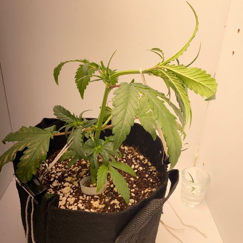 Lisguimia  growlog timeline photo