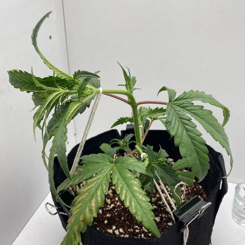 Lisguimia  growlog timeline photo