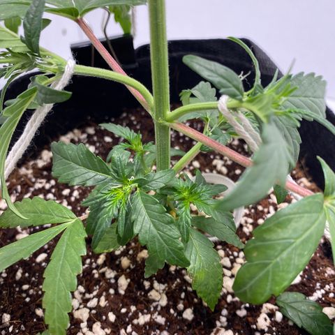 Lisguimia  growlog timeline photo