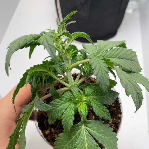 ALFACE growlog timeline photo