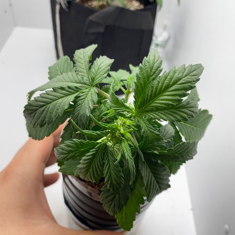 ALFACE growlog timeline photo