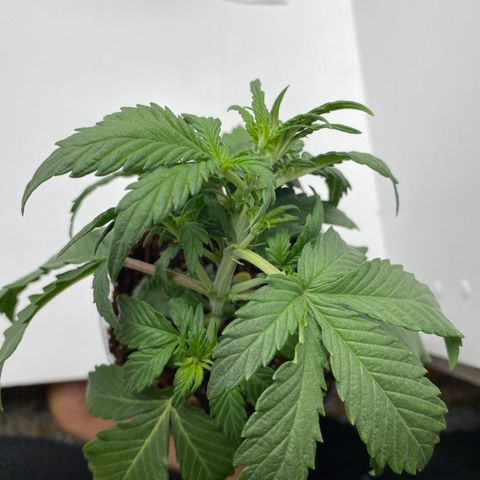 ALFACE growlog timeline photo