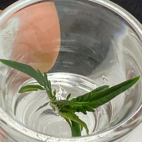 Lisguimia  growlog timeline photo