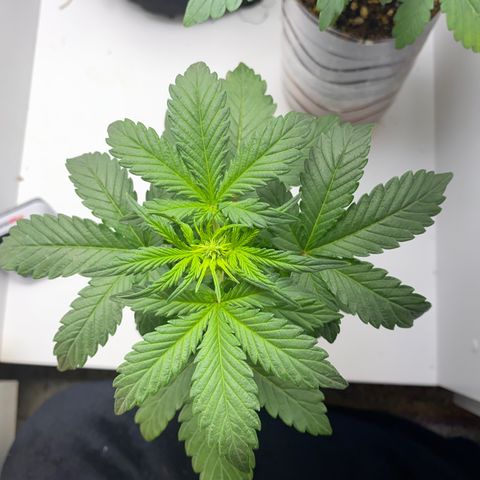 ALFACE growlog timeline photo