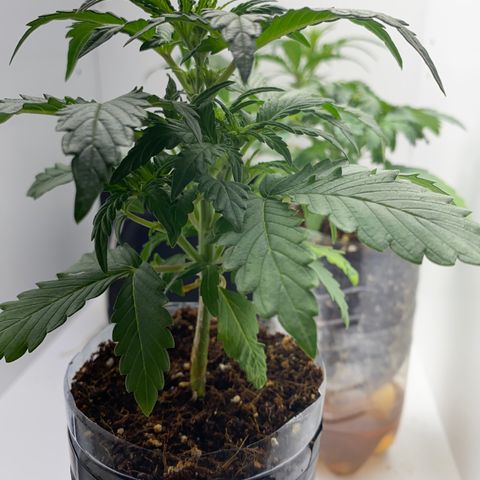 ALFACE growlog timeline photo