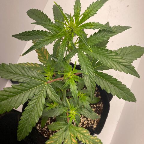 Lisguimia  growlog timeline photo
