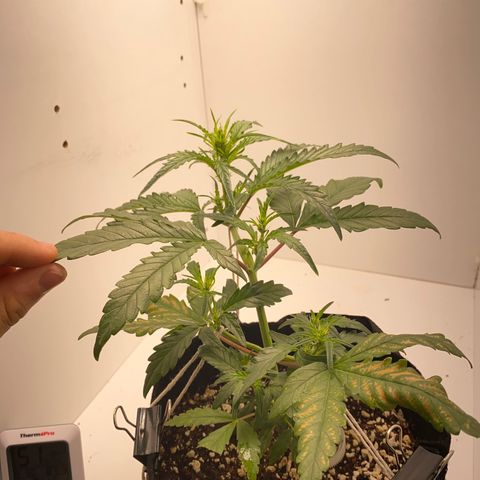 Lisguimia  growlog timeline photo