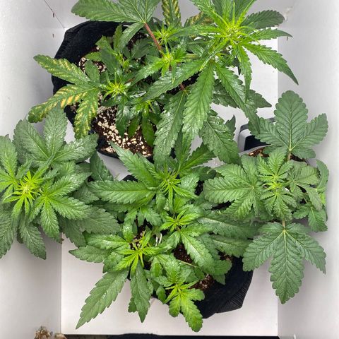 ALFACE growlog timeline photo