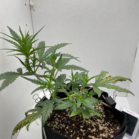 Lisguimia  growlog timeline photo