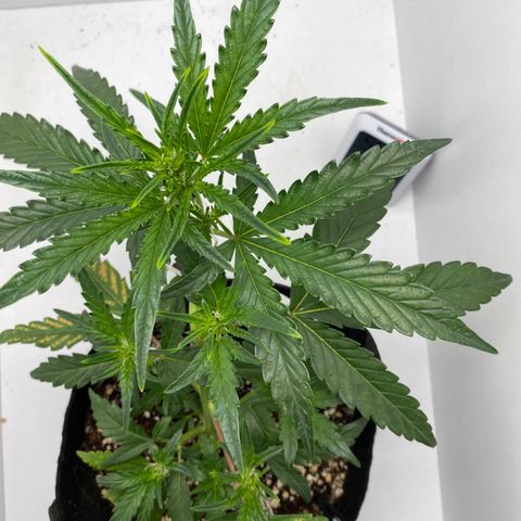 Lisguimia  growlog timeline photo