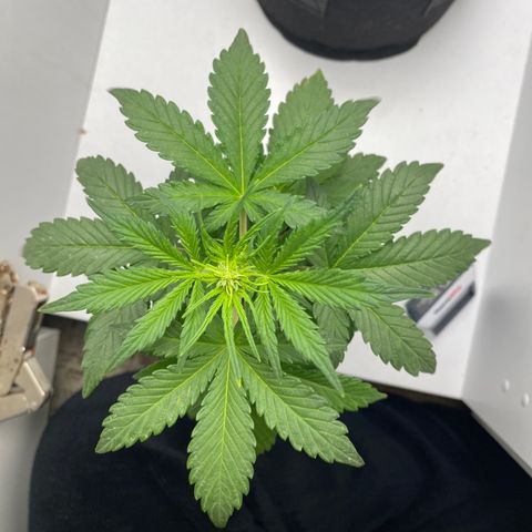 ALFACE growlog timeline photo