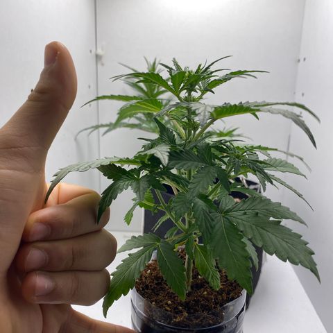 ALFACE growlog timeline photo